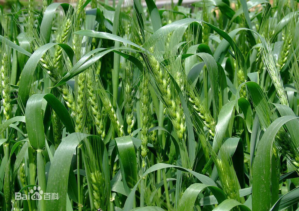 小麦种植技术-河南平安种业公司